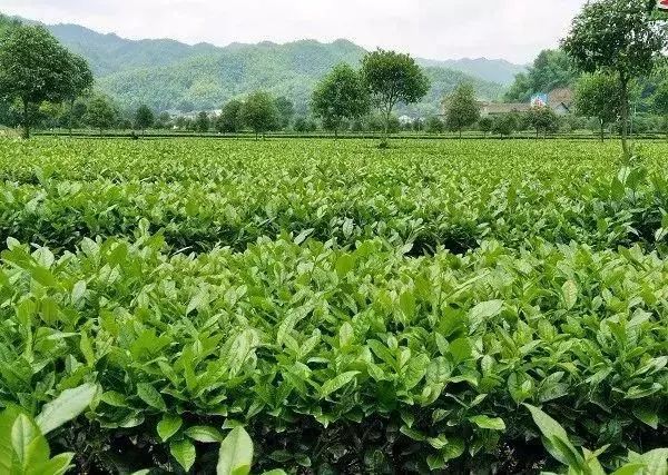 【產(chǎn)業(yè)立市　桃源在行動】喜訊！桃源這2家富硒企業(yè)入選2019湖南省級工業(yè)旅游示范點(diǎn)