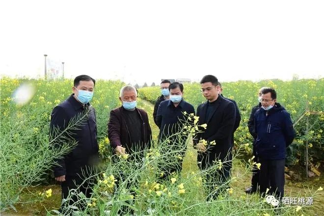 縣人大常委會(huì)主任江志暉帶隊(duì)調(diào)研富硒油茶、油菜高產(chǎn)技術(shù)